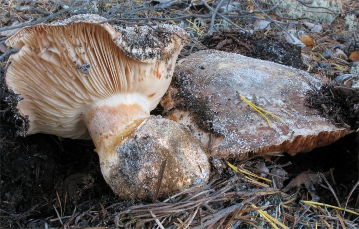 Tricholoma_colossus Irene Andersson