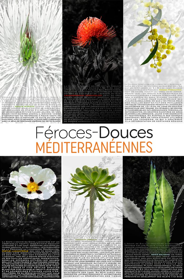 ©Arbefeuille Anne-Marie-MEDITERRANEENNES