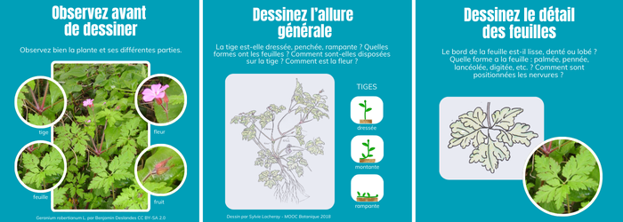 Défi dessin 3 minutes de botanique