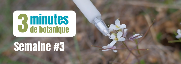 Bandeau Semaine 3 - 3minutesdebotanique