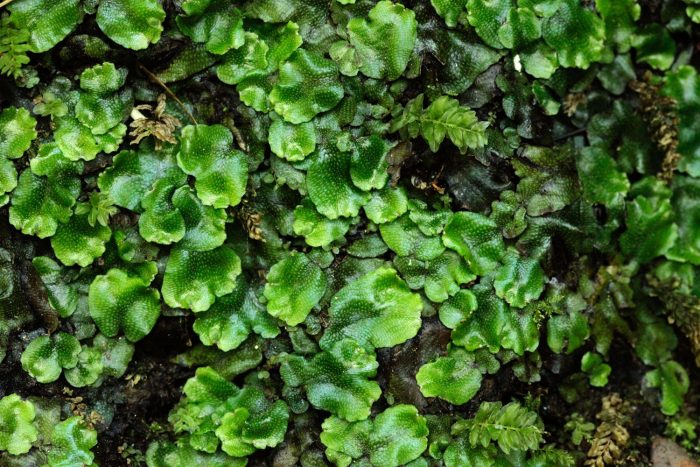 DESCHEEMACKER_A_CBNMC_3457