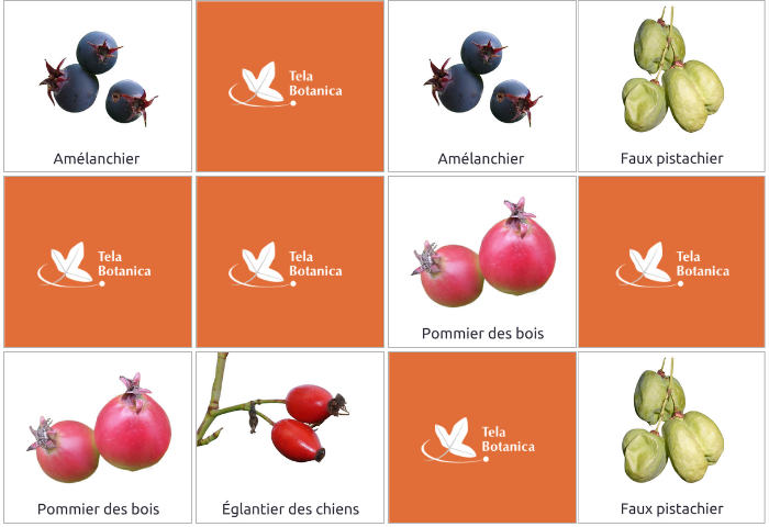 Aperçu du memory botanique Fruitiers sauvages - Fruits