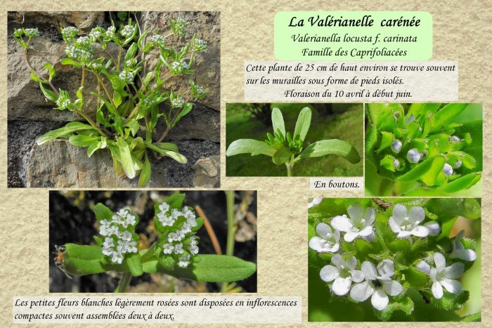 Valérianelle carénée_1 pp