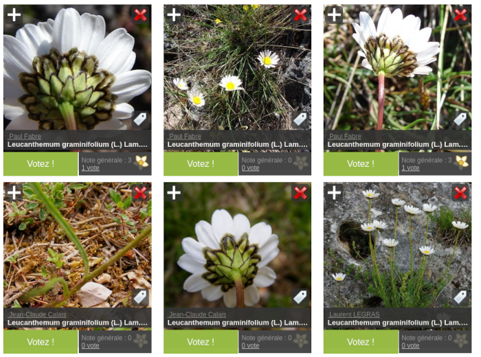 Aperçu des photographies de <i>Leucanthemum graminifolium</i>
