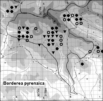 Borderea pyrenaica
