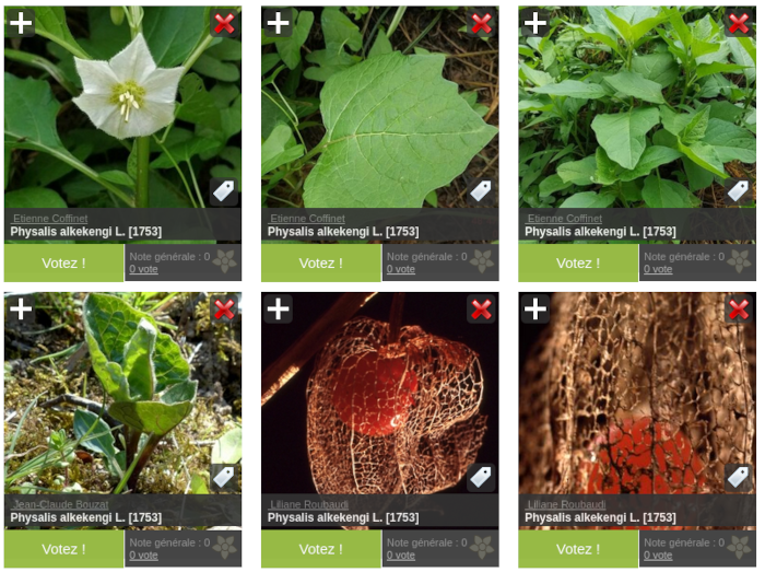 Aperçu des photographies de <i>Physalis alkekengi</i>