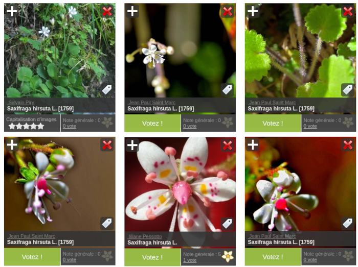 Aperçu des photographies de <i>Saxifraga hirsuta</i>