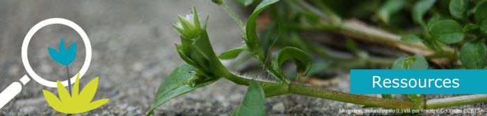 Bandeau Tela Action - Onglet Séquence- 1000300px (5)