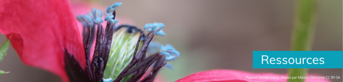 Bandeau Tela Action - Onglet Séquence- 1000300px (12)