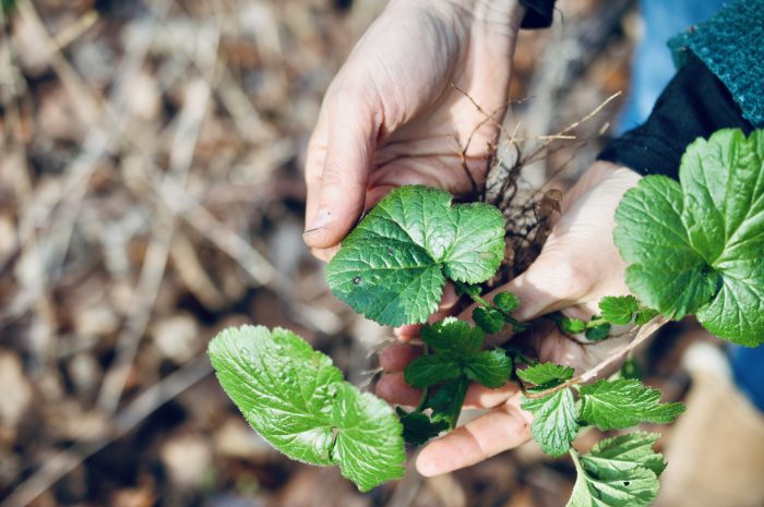 CAUCALIS - racines 2