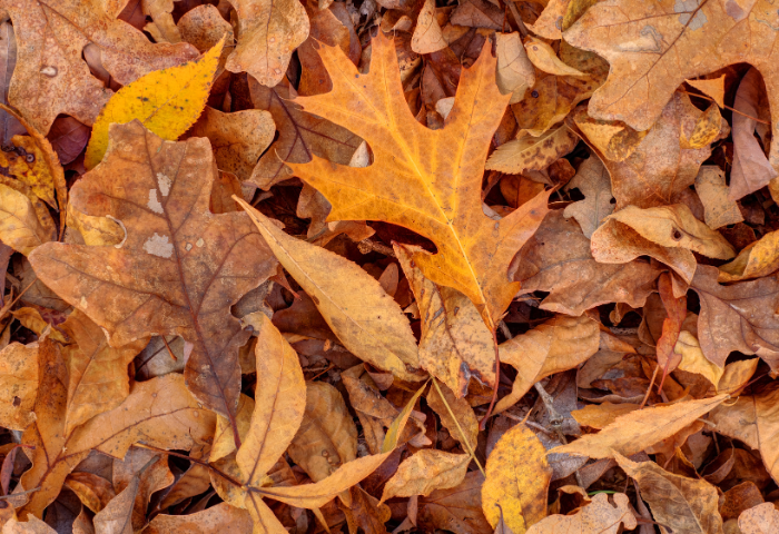 Image grande en haut d'une actu (700 x 480px)(15)