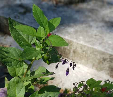 Morelle_douce_amère