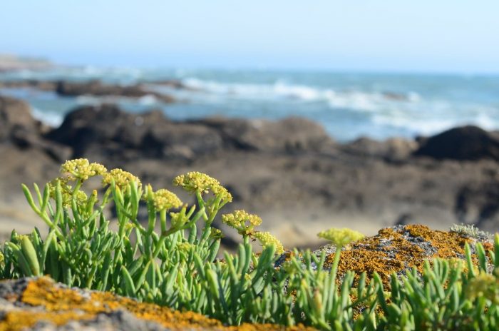 Crithmum maritimum L. (bdtfx) par Julie Delahaye