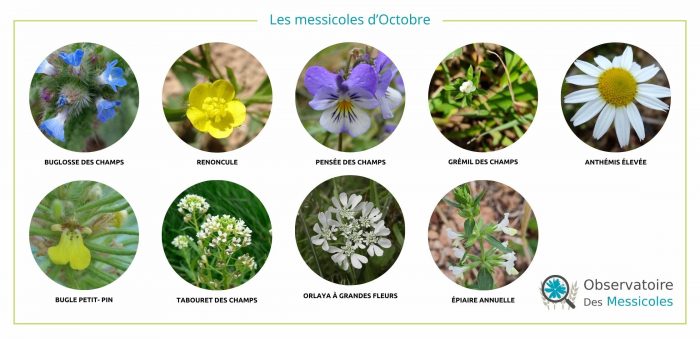 Bannière messicoles par mois 2025 - OCTOBRE