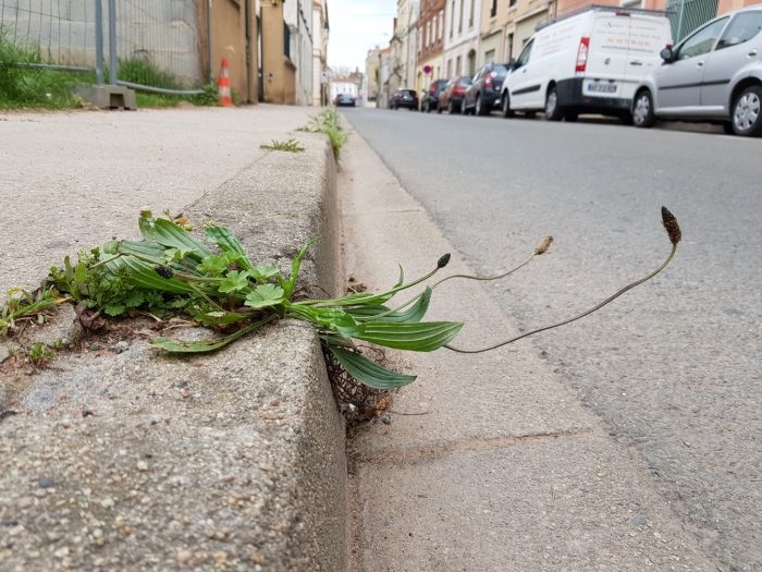 Plantago lanceolata L. (bdtfx) par Sauvages du Roannais 3