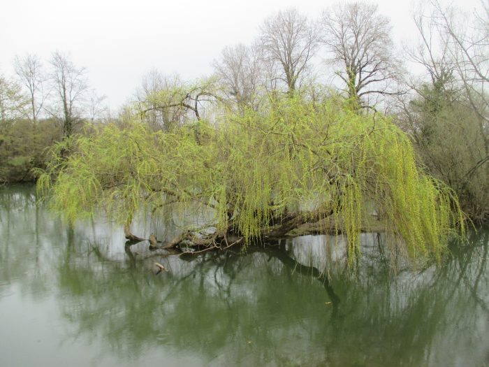 Saule_pleureur,_ognon,_Franche_Comté