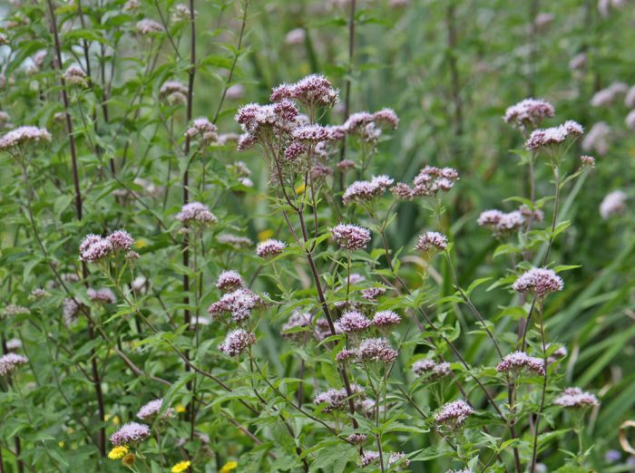 Eupatorium cannabinum L. [1753]Jean-Claude Ernewein]