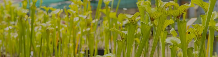 Nouvelle-bannière-Sarracenia-VIERGE