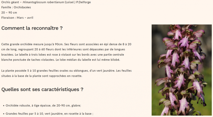 Orchis Géant