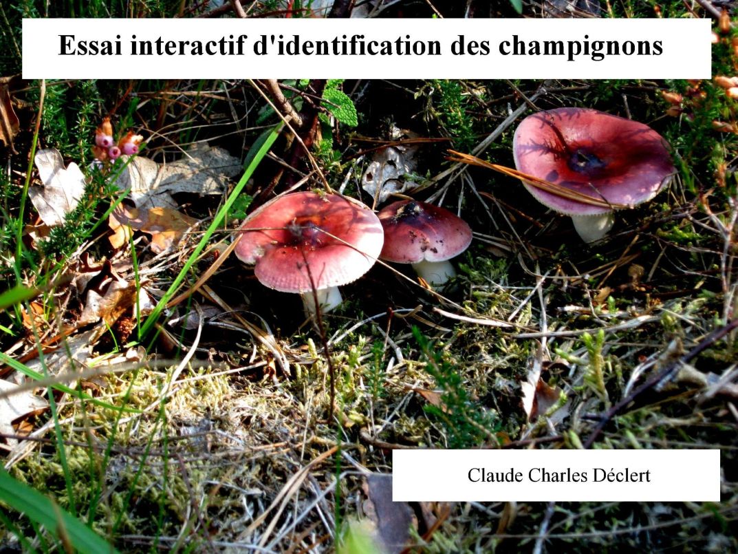 Identifier les champignons ? – Tela Botanica