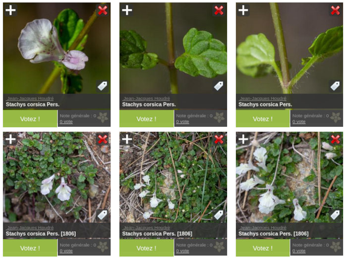 Aperçu des photographies de <i>Stachys corsica</i>
