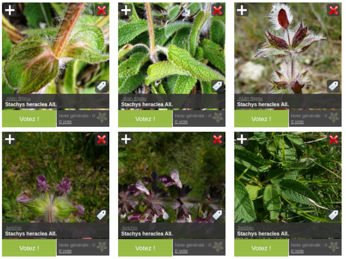 Aperçu des photographies de <i>Stachys heraclea</i>