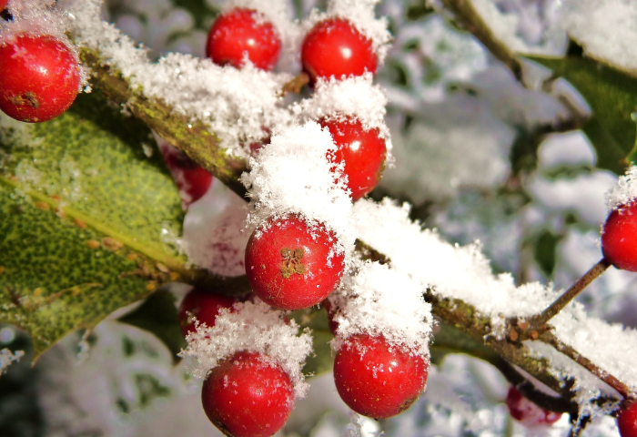 Ilex aquifolium L. [1753] (bdtfx) par Bernard CURE