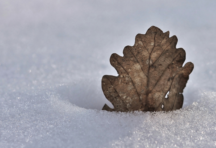 Quercus robur var. robur (bdtfx) par Gilles SALAMA