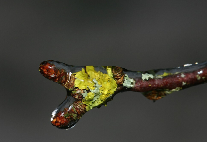 Malus domestica Borkh. [1803] (bdtfx) par Philippe BURNEL