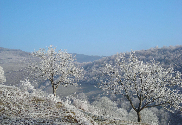 Noyer, <i>Juglans regia</i> L. par Marie-Claire BUFFIERE - Tela Botanica CC BY-SA 2.0