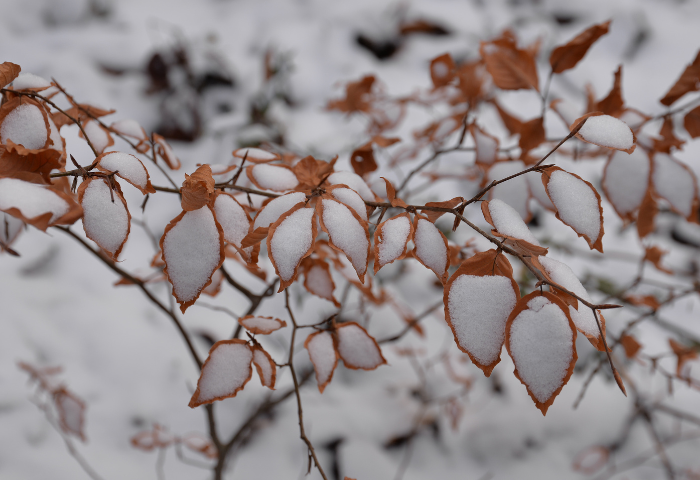 Fagus sylvatica L. [1753] (bdtfx) par Michel Pansiot