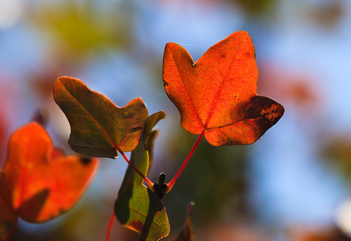 Acer monspessulanum L. par Martine BÉNÉZECH
