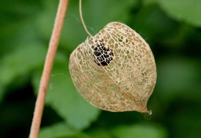Alkékenge, Physalis alkekengi L.par Michel Pansiot