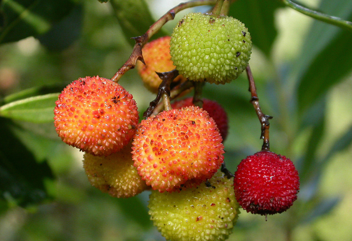 Arbutus unedo L. par Michel DÉmares