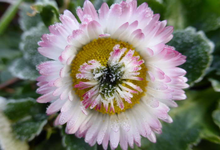 - Bellis perennis L. (bdtfx) par Nathalie Beaufort.jpg