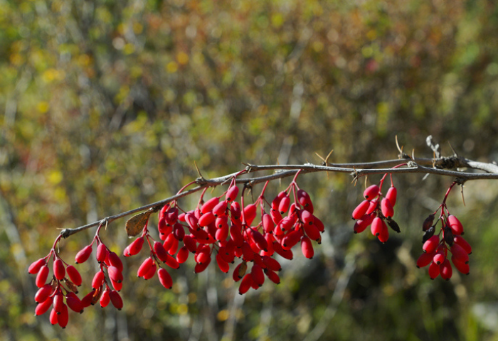 Berberis vulgaris L. [1753] (bdtfx) par Pierre CONSTANT