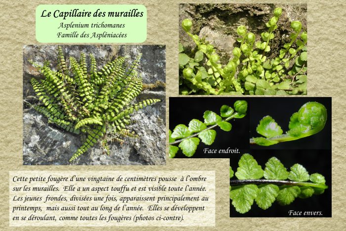 Capillaire-des-murailles_1-pp