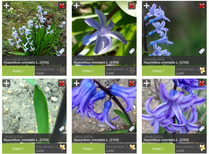 Aperçu des photographies de <i>Hyacinthus orientalis</i>