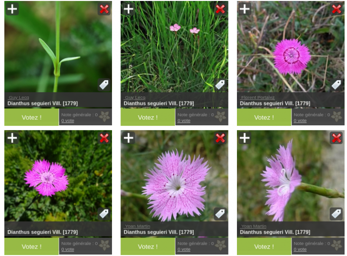 Aperçu des photographies de <i>Dianthus seguieri </i>