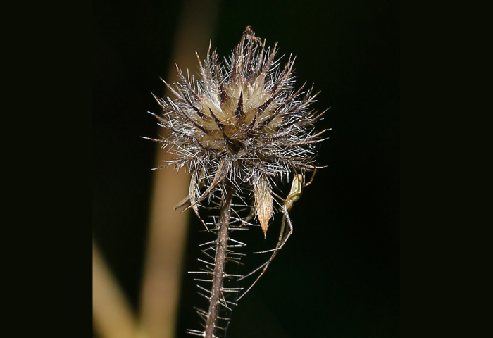 Cardère poilue, Dipsacus pilosus L. par Marie Portas(1)