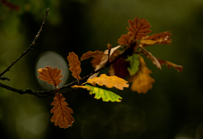 Chêne pubescent, Quercus pubescens Willd. par Martine BÉNÉZECH