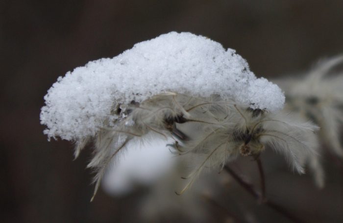 Clematis vitalba L. [1753] (bdtfx) par Gisèle Arliguie
