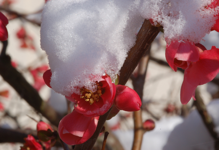 Cognassier du Japon Chaenomeles japonica (Thunb.) Lindl. ex Spach