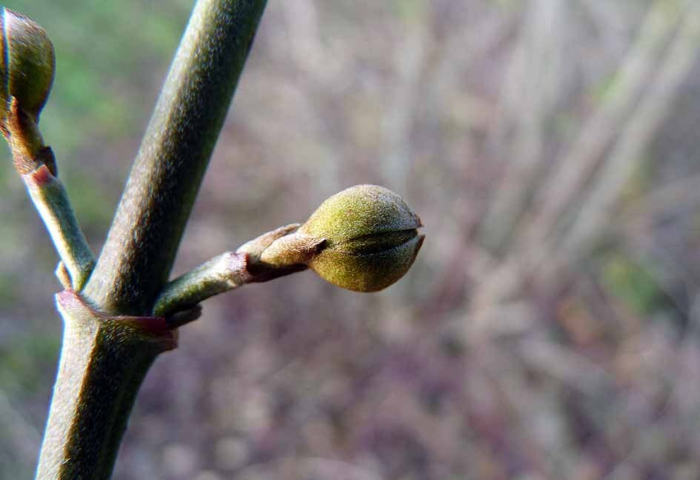 Cornus mas L. par Emmanuel Stratmains