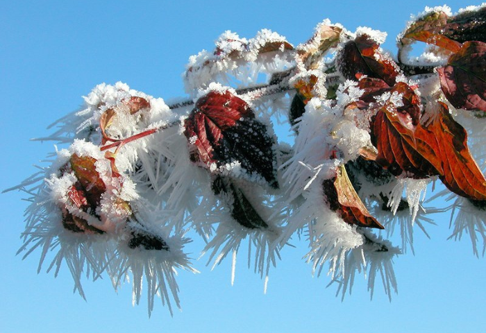 Cornus sanguinea L. (bdtfx) par liliane Pessotto