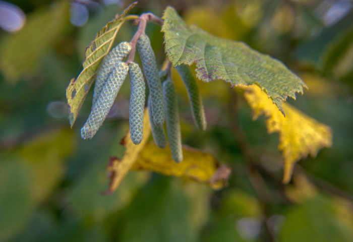 Corylus avellana L. par Francis Vayeur