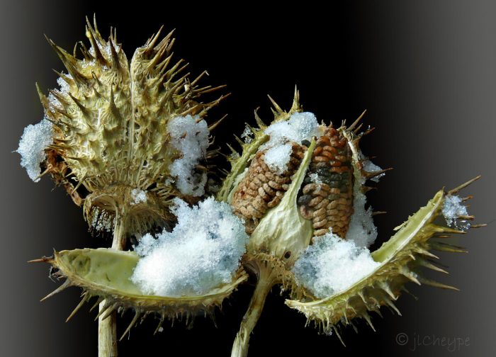 Datura stramonium L. [1753] par Jean-Louis CHEYPE, licence CC BY SA 2.0