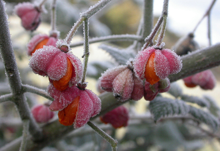 Fusain d'Europe, Euonymus europaeus L. par Michel DÉmares Observé à Tourves (83), le 30112005
