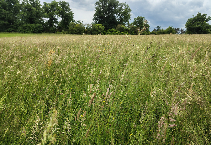 Prairie urbaine - Parc Lacroix Laval, Métropole de Lyon