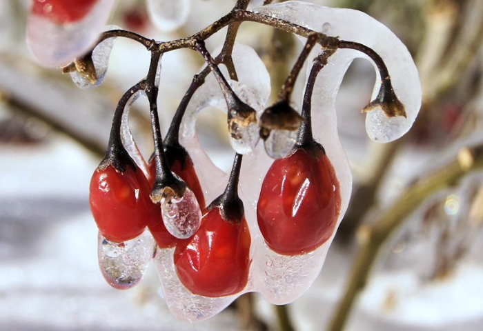 douce-amère, <i> Solanum dulcamara </i> L.